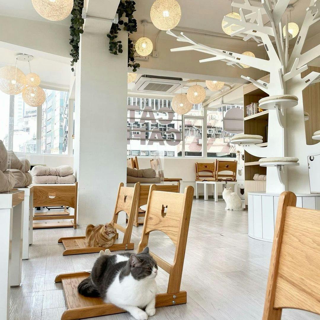 貓之茶房 Cats Tea Room Book Now! inline online bookings